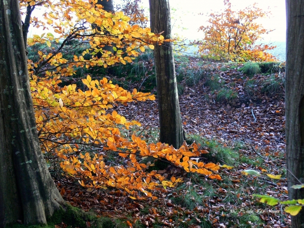 Chant d'automne 2012 (33)